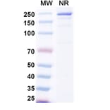 SDS-PAGE - Beludavimab Biosimilar - Anti-SARS-CoV-2 Spike Protein RBD Antibody - BSA and Azide free (A339179) - Antibodies.com
