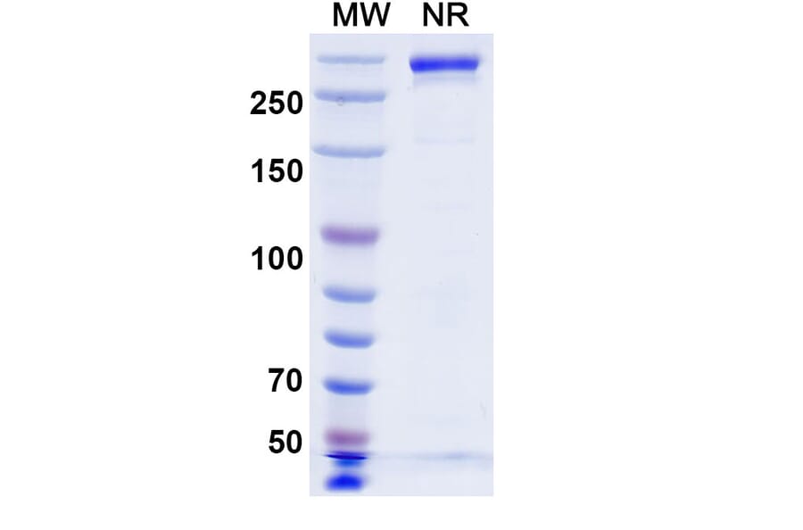 SDS-PAGE - Beludavimab Biosimilar - Anti-SARS-CoV-2 Spike Protein RBD Antibody - BSA and Azide free (A339179) - Antibodies.com