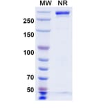 SDS-PAGE - Beludavimab Biosimilar - Anti-SARS-CoV-2 Spike Protein RBD Antibody - BSA and Azide free (A339179) - Antibodies.com