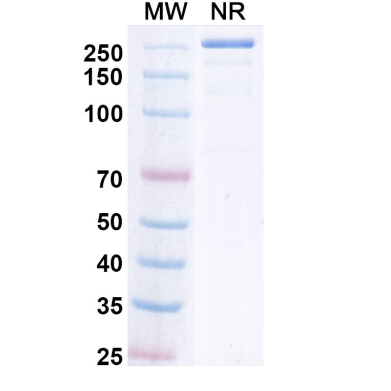 SDS-PAGE - Upanovimab Biosimilar - Anti-SARS-CoV-2 Spike Protein RBD Antibody - BSA and Azide free (A339180) - Antibodies.com