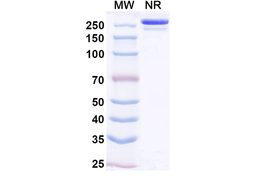 SDS-PAGE - Lomtegovimab Biosimilar - Anti-SARS-CoV-2 Spike Protein RBD Antibody - BSA and Azide free (A339183) - Antibodies.com