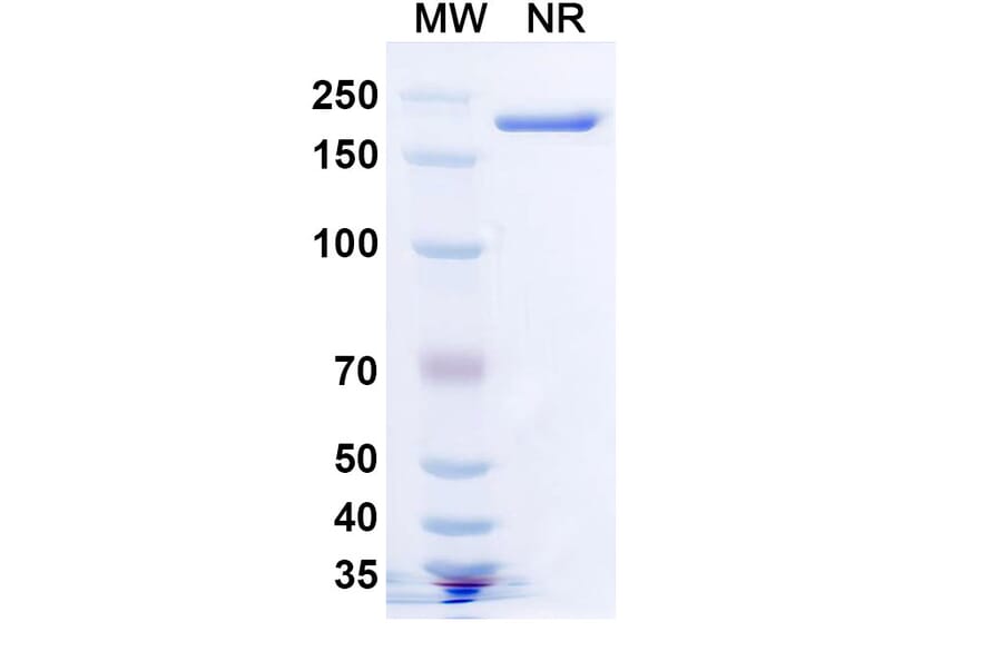 SDS-PAGE - Lomtegovimab Biosimilar - Anti-SARS-CoV-2 Spike Protein RBD Antibody - BSA and Azide free (A339183) - Antibodies.com