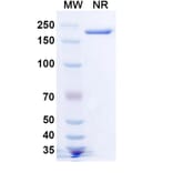 SDS-PAGE - Lomtegovimab Biosimilar - Anti-SARS-CoV-2 Spike Protein RBD Antibody - BSA and Azide free (A339183) - Antibodies.com
