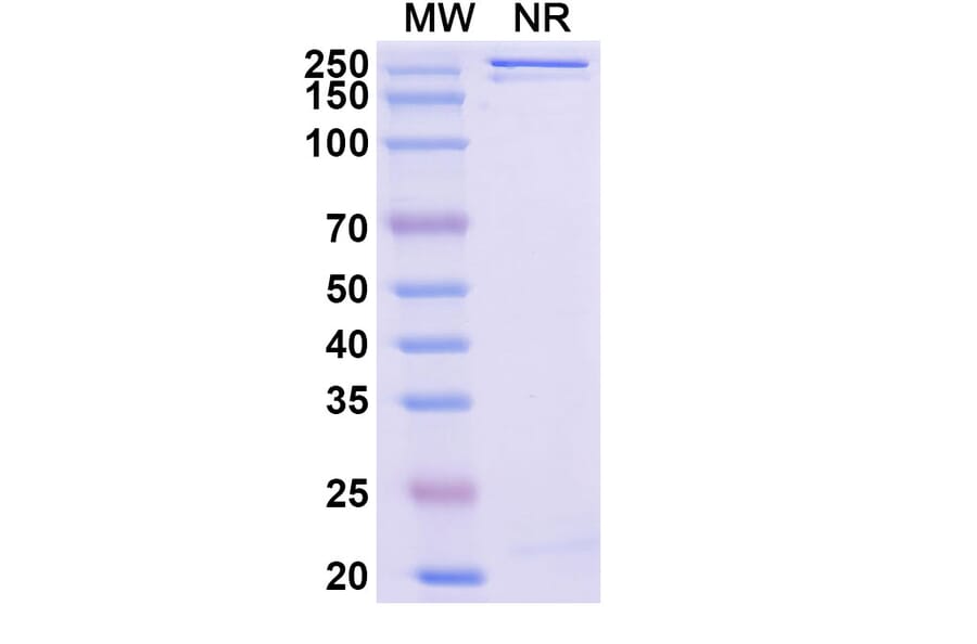 SDS-PAGE - Enuzovimab Biosimilar - Anti-SARS-CoV-2 Spike Protein RBD Antibody - BSA and Azide free (A339184) - Antibodies.com
