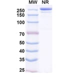SDS-PAGE - Enuzovimab Biosimilar - Anti-SARS-CoV-2 Spike Protein RBD Antibody - BSA and Azide free (A339184) - Antibodies.com