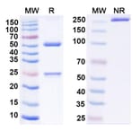 SDS-PAGE - Adintrevimab Biosimilar - Anti-SARS-CoV-2 Spike Protein RBD Antibody - BSA and Azide free (A339185) - Antibodies.com