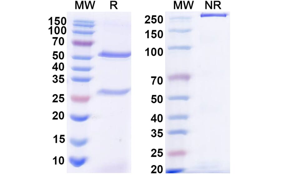 SDS-PAGE - Anti-Diphtheria toxin Antibody [DTD4] Biosimilar - BSA and Azide free (A339187) - Antibodies.com