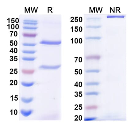 SDS-PAGE - Anti-Diphtheria toxin Antibody [DTD4] Biosimilar - BSA and Azide free (A339187) - Antibodies.com