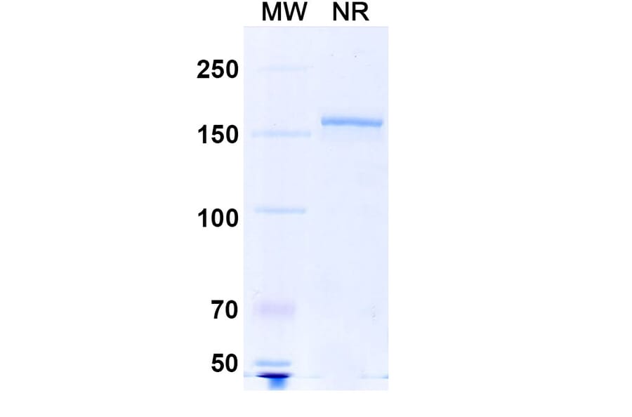 SDS-PAGE - Anti-SARS-CoV-2 Spike Protein RBD Antibody [S2H97] Biosimilar - BSA and Azide free (A339188) - Antibodies.com