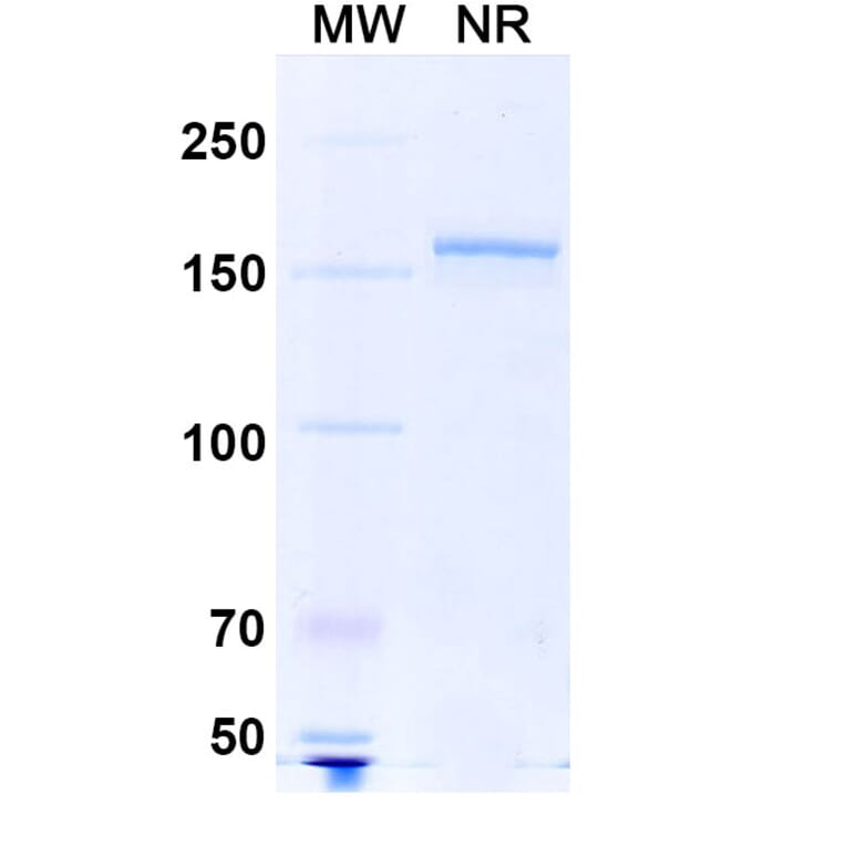 SDS-PAGE - Anti-SARS-CoV-2 Spike Protein RBD Antibody [S2H97] Biosimilar - BSA and Azide free (A339188) - Antibodies.com