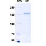 SDS-PAGE - Anti-SARS-CoV-2 Spike Protein RBD Antibody [S2H97] Biosimilar - BSA and Azide free (A339188) - Antibodies.com