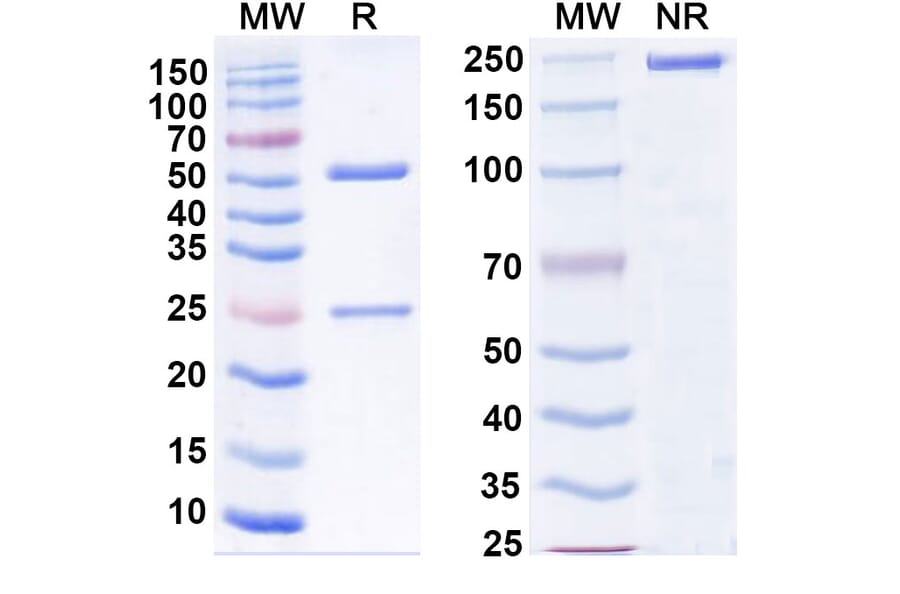 SDS-PAGE - Anti-SARS-CoV-2 Spike Protein RBD Antibody [S2E12] Biosimilar - BSA and Azide free (A339189) - Antibodies.com