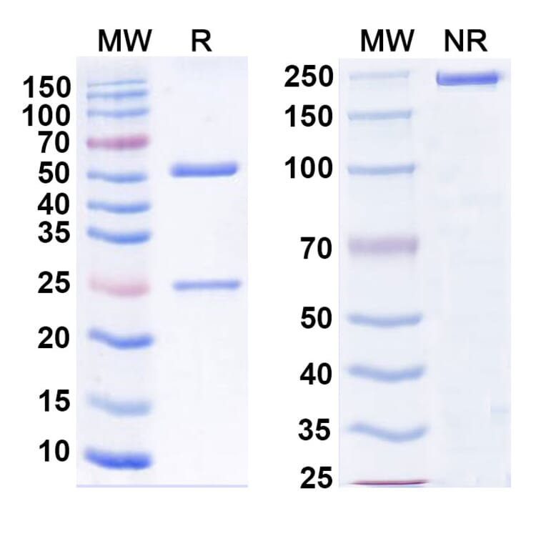 SDS-PAGE - Anti-SARS-CoV-2 Spike Protein RBD Antibody [S2E12] Biosimilar - BSA and Azide free (A339189) - Antibodies.com