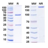 SDS-PAGE - Anti-SARS-CoV-2 Spike Protein RBD Antibody [S2E12] Biosimilar - BSA and Azide free (A339189) - Antibodies.com