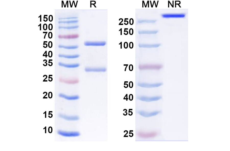 SDS-PAGE - Anti-SARS-CoV-2 Spike Protein RBD Antibody [S2K146] Biosimilar - BSA and Azide free (A339192) - Antibodies.com
