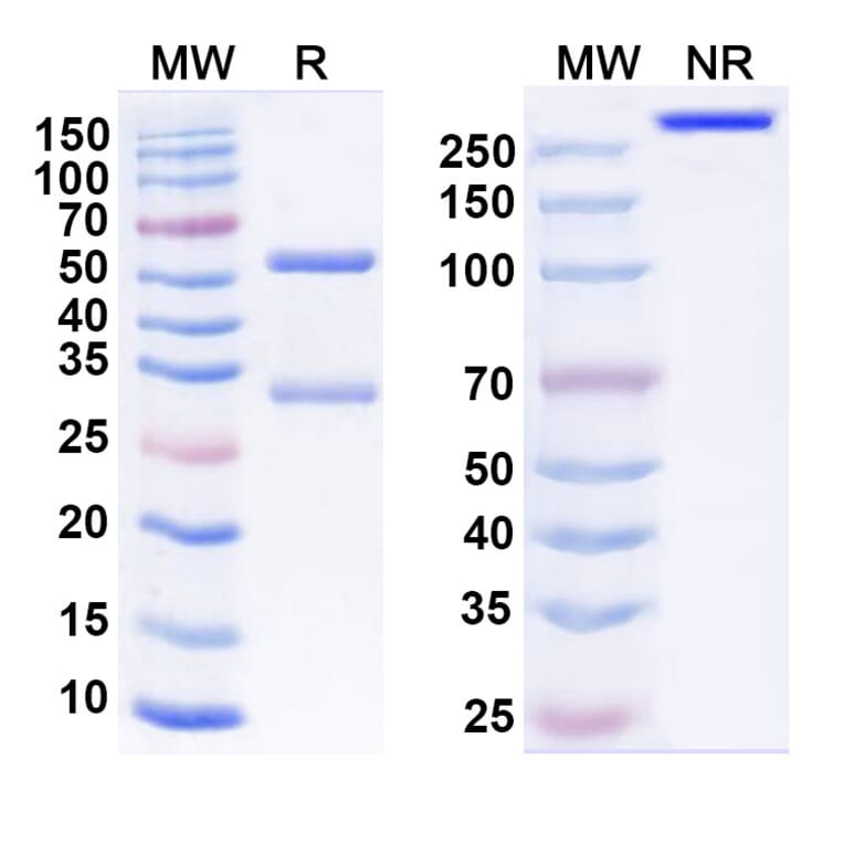 SDS-PAGE - Anti-SARS-CoV-2 Spike Protein RBD Antibody [S2K146] Biosimilar - BSA and Azide free (A339192) - Antibodies.com