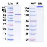 SDS-PAGE - Anti-SARS-CoV-2 Spike Protein RBD Antibody [S2K146] Biosimilar - BSA and Azide free (A339192) - Antibodies.com