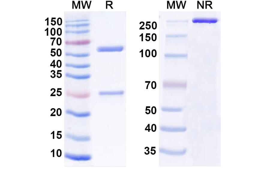 SDS-PAGE - Anti-SARS-CoV-2 Spike Protein RBD Antibody [S2X324] Biosimilar - BSA and Azide free (A339193) - Antibodies.com