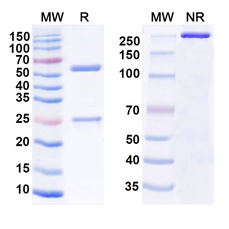 SDS-PAGE - Anti-SARS-CoV-2 Spike Protein RBD Antibody [S2X324] Biosimilar - BSA and Azide free (A339193) - Antibodies.com