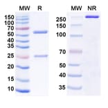 SDS-PAGE - Anti-SARS-CoV-2 Spike Protein RBD Antibody [S2X324] Biosimilar - BSA and Azide free (A339193) - Antibodies.com