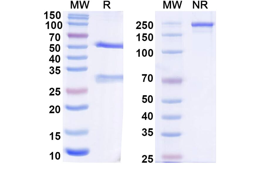 SDS-PAGE - Anti-SARS-CoV-2 Spike Protein RBD Antibody [S2N28] Biosimilar - BSA and Azide free (A339194) - Antibodies.com