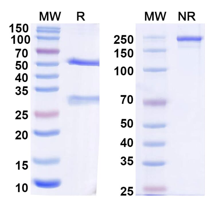 SDS-PAGE - Anti-SARS-CoV-2 Spike Protein RBD Antibody [S2N28] Biosimilar - BSA and Azide free (A339194) - Antibodies.com
