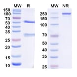 SDS-PAGE - Anti-SARS-CoV-2 Spike Protein RBD Antibody [S2N28] Biosimilar - BSA and Azide free (A339194) - Antibodies.com
