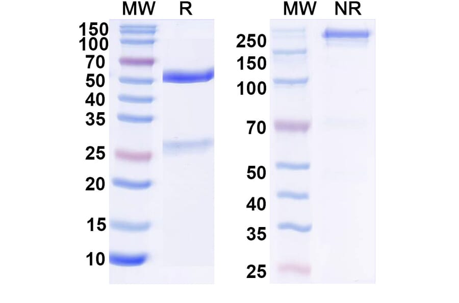 SDS-PAGE - Anti-SARS-CoV-2 Spike Protein RBD Antibody [S2X259] Biosimilar - BSA and Azide free (A339195) - Antibodies.com