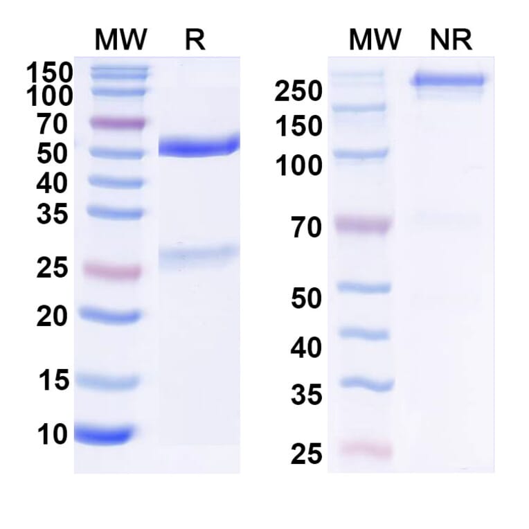 SDS-PAGE - Anti-SARS-CoV-2 Spike Protein RBD Antibody [S2X259] Biosimilar - BSA and Azide free (A339195) - Antibodies.com