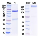SDS-PAGE - Anti-SARS-CoV-2 Spike Protein RBD Antibody [S2X259] Biosimilar - BSA and Azide free (A339195) - Antibodies.com