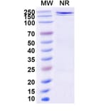 SDS-PAGE - JMB2002 Biosimilar - Anti-SARS-CoV-2 Spike Protein RBD Antibody - BSA and Azide free (A339196) - Antibodies.com