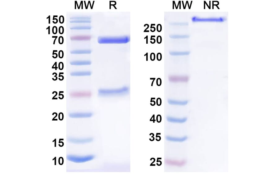 SDS-PAGE - Anti-TSLP Antibody [HU23B12] Biosimilar - BSA and Azide free (A339198) - Antibodies.com