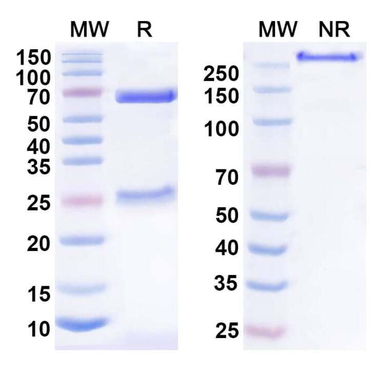 SDS-PAGE - Anti-TSLP Antibody [HU23B12] Biosimilar - BSA and Azide free (A339198) - Antibodies.com