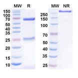SDS-PAGE - Anti-TSLP Antibody [HU23B12] Biosimilar - BSA and Azide free (A339198) - Antibodies.com