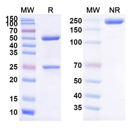 SDS-PAGE - Cifurtilimab Biosimilar - Anti-CD40 Antibody - BSA and Azide free (A339201) - Antibodies.com