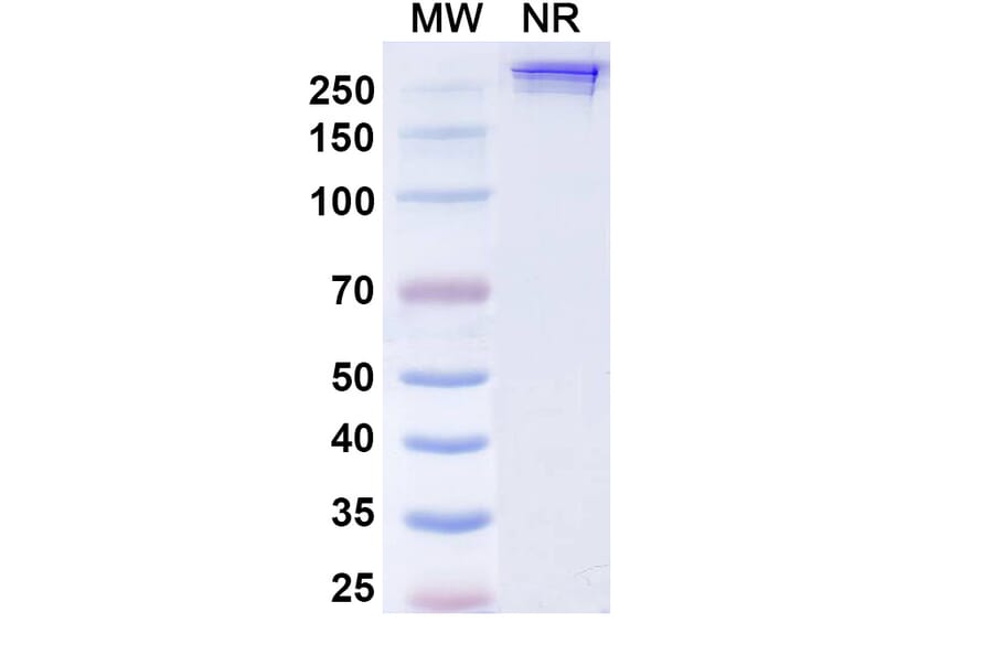 SDS-PAGE - Inezetamab Biosimilar - Anti-CD40 + Mesothelin Antibody - BSA and Azide free (A339202) - Antibodies.com