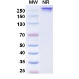 SDS-PAGE - Inezetamab Biosimilar - Anti-CD40 + Mesothelin Antibody - BSA and Azide free (A339202) - Antibodies.com
