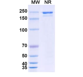 SDS-PAGE - LY3022855 Biosimilar - Anti-CSF1R Antibody - BSA and Azide free (A339203) - Antibodies.com