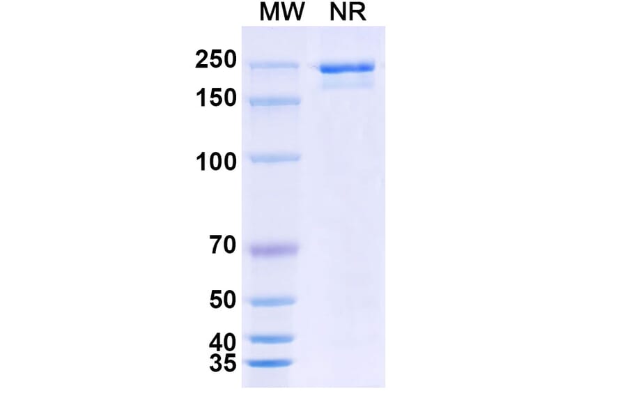 SDS-PAGE - LY3022855 Biosimilar - Anti-CSF1R Antibody - BSA and Azide free (A339203) - Antibodies.com