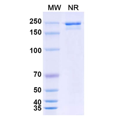SDS-PAGE - LY3022855 Biosimilar - Anti-CSF1R Antibody - BSA and Azide free (A339203) - Antibodies.com