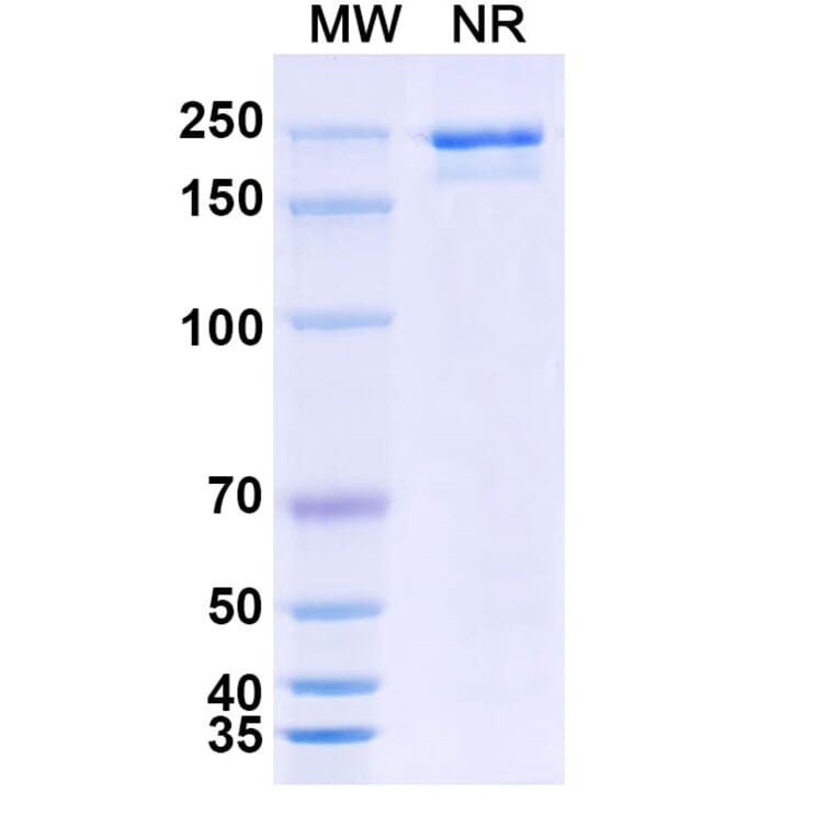 SDS-PAGE - LY3022855 Biosimilar - Anti-CSF1R Antibody - BSA and Azide free (A339203) - Antibodies.com