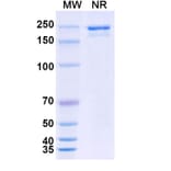 SDS-PAGE - LY3022855 Biosimilar - Anti-CSF1R Antibody - BSA and Azide free (A339203) - Antibodies.com