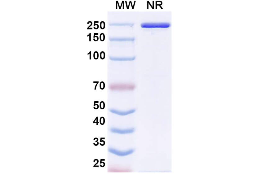 SDS-PAGE - LY3022855 Biosimilar - Anti-CSF1R Antibody - BSA and Azide free (A339203) - Antibodies.com