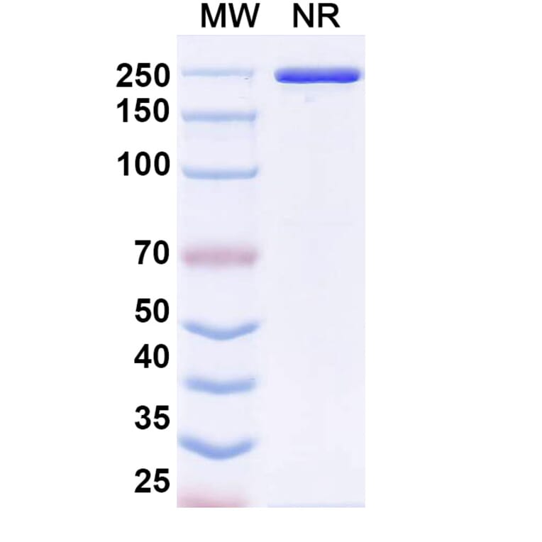 SDS-PAGE - LY3022855 Biosimilar - Anti-CSF1R Antibody - BSA and Azide free (A339203) - Antibodies.com