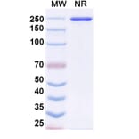 SDS-PAGE - LY3022855 Biosimilar - Anti-CSF1R Antibody - BSA and Azide free (A339203) - Antibodies.com