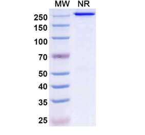SDS-PAGE - Ispectamab Biosimilar - Anti-BCMA Antibody - BSA and Azide free (A339204) - Antibodies.com