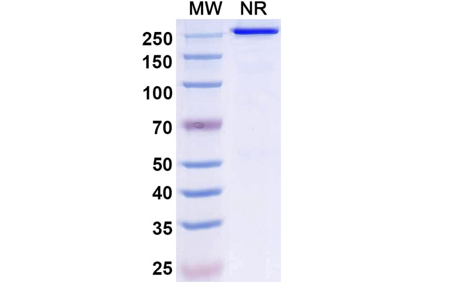 SDS-PAGE - Ispectamab Biosimilar - Anti-BCMA Antibody - BSA and Azide free (A339204) - Antibodies.com