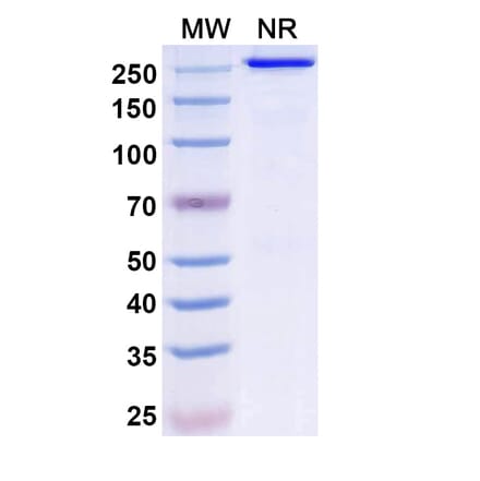 SDS-PAGE - Ispectamab Biosimilar - Anti-BCMA Antibody - BSA and Azide free (A339204) - Antibodies.com