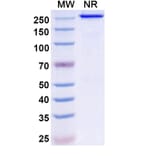 SDS-PAGE - Ispectamab Biosimilar - Anti-BCMA Antibody - BSA and Azide free (A339204) - Antibodies.com