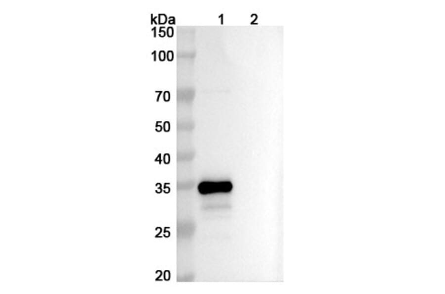 SDS-PAGE - Ispectamab Biosimilar - Anti-BCMA Antibody - BSA and Azide free (A339204) - Antibodies.com